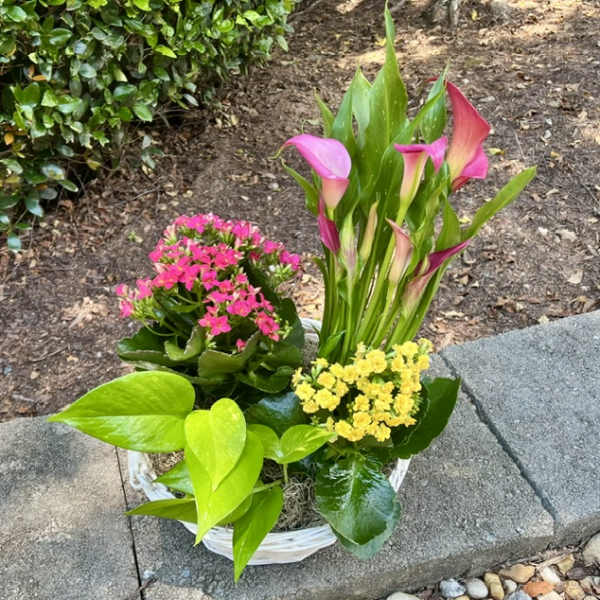 Basket of pink calla lilies and small pink and yellow potted flowers