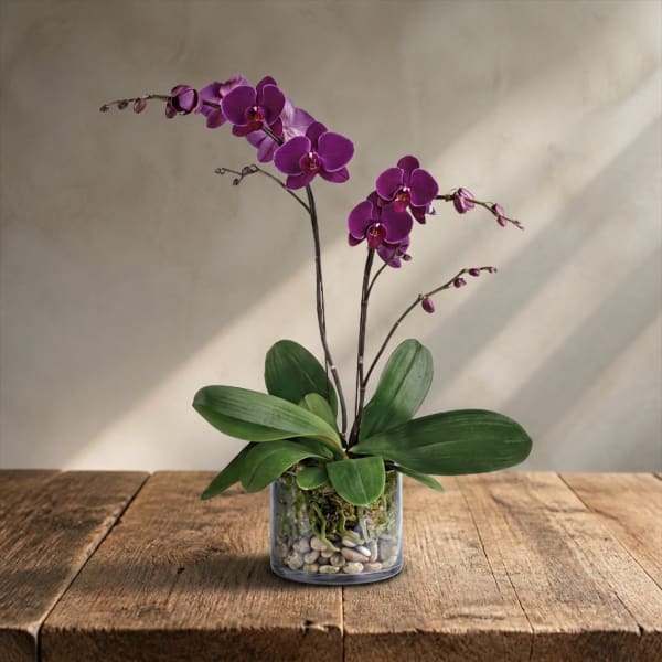 Purple orchid plant in a clear glass container with pebbles