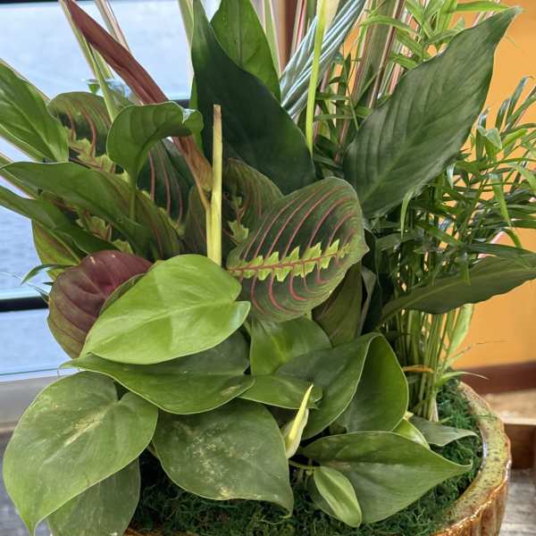 Dish Garden Medium