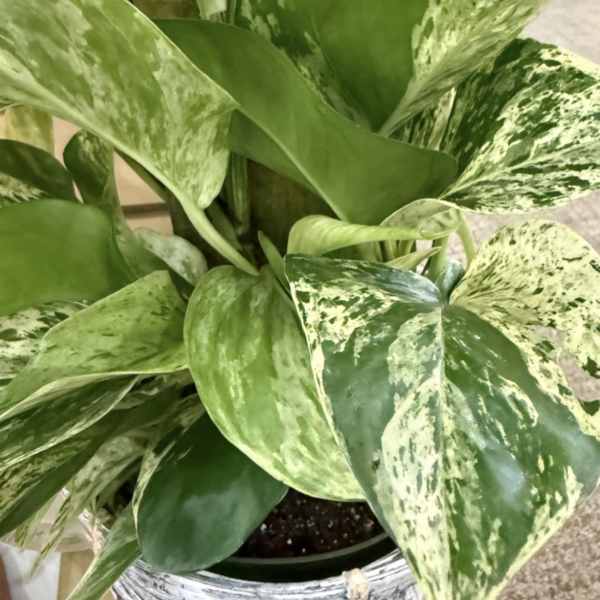 6" Pothos with Totem