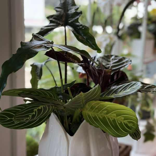 Potted plant with dark and bright green patterned leaves in a white ceramic vase