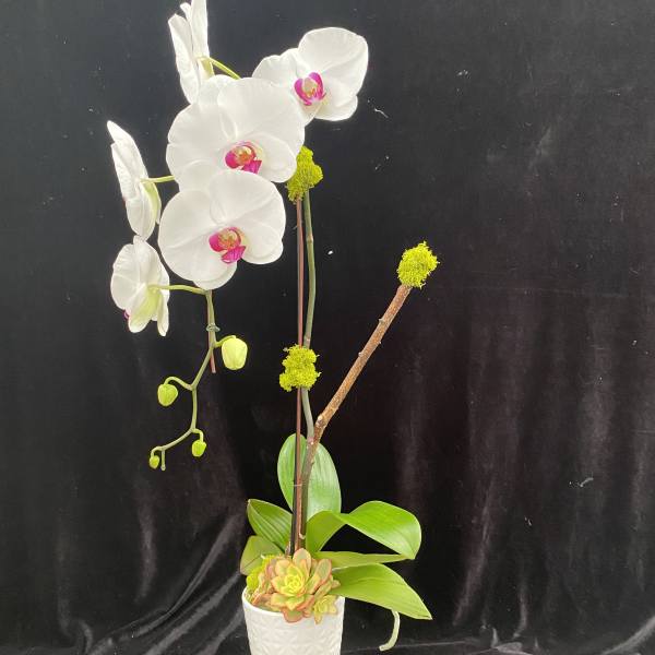 White orchid arrangement in a white textured pot with a small succulent