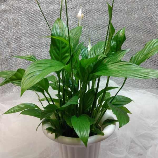 White peace lilies in a tall white pedestal vase