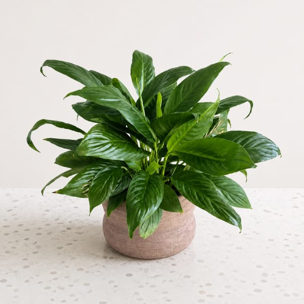 Potted green houseplant in a round beige planter