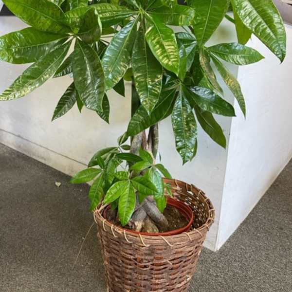 Potted money tree plant in a woven basket