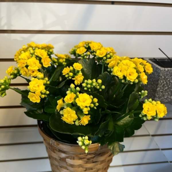 Calandiva - Yellow