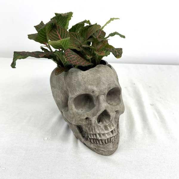 Potted plant in a skull-shaped planter