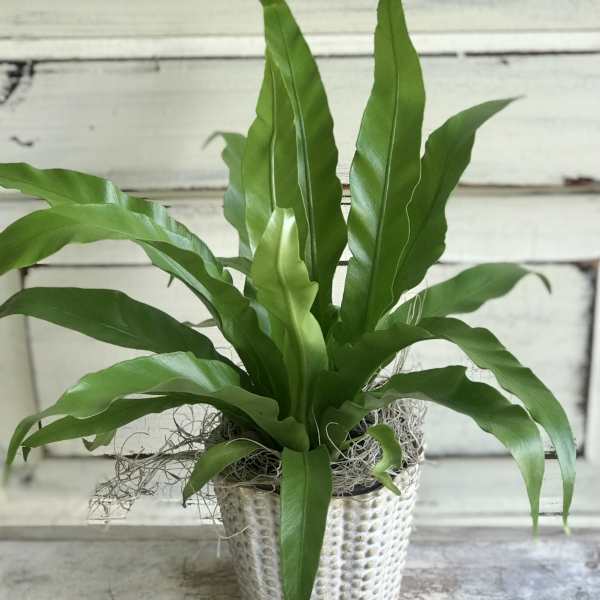 Potted green fern-like plant in a textured silver container