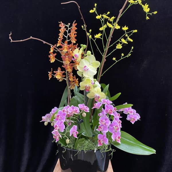 Orchid arrangement in a black pot with pink, yellow, and orange blooms