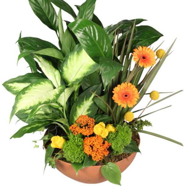 Tropical plant arrangement with orange daisies in a copper bowl