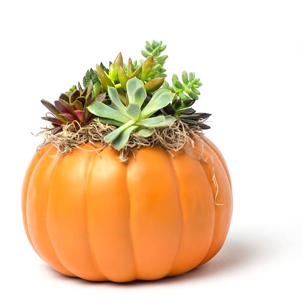 Succulents arranged in a pumpkin-shaped container