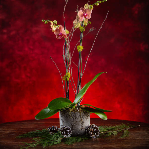 Potted orchid arrangement with tall stems and pinecones on a wooden table
