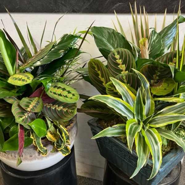 Two potted tropical foliage plants with variegated leaves