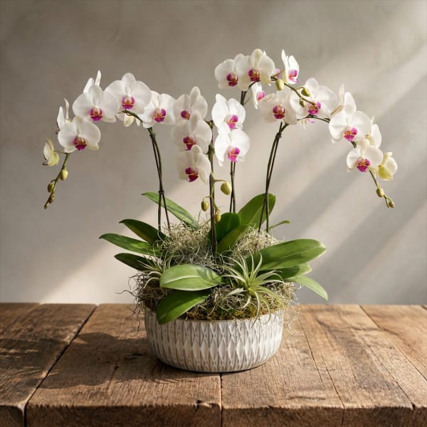 White orchids arranged in a low ceramic bowl on a wooden table