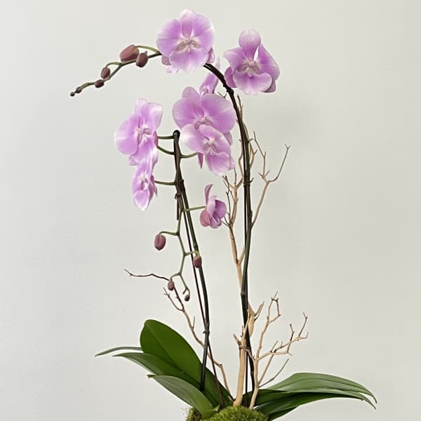 Pink orchid arrangement in a white ceramic pot