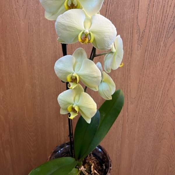 Phalaenopsis Orchid 6 Inch- Yellow