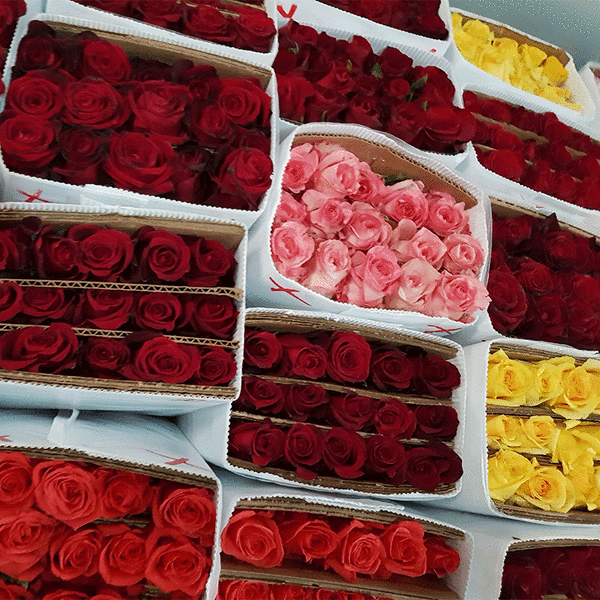 Boxes of red, pink, and yellow roses arranged in rows