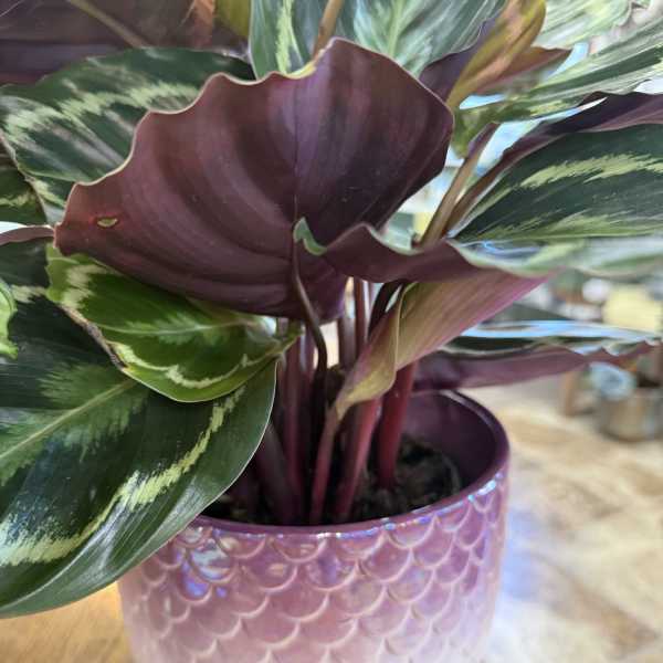 Calathea in Mermaid Pot