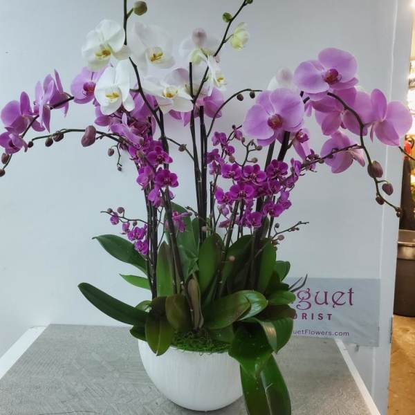 White and purple orchids arranged in a white pot
