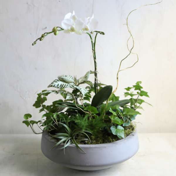 White orchid arrangement in a low round planter with mixed greenery