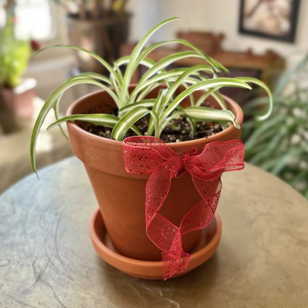 Potted spider plant with a red ribbon bow