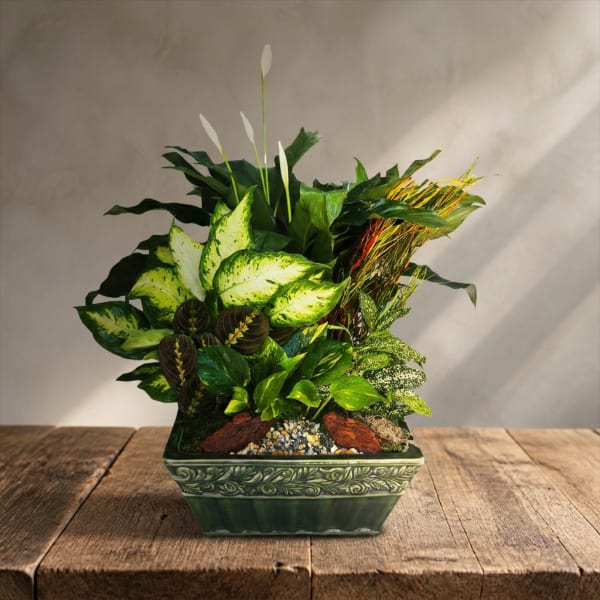 Tropical potted plant arrangement in a decorative green planter