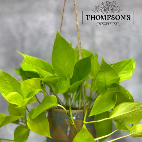 Enola Hanging Ivy