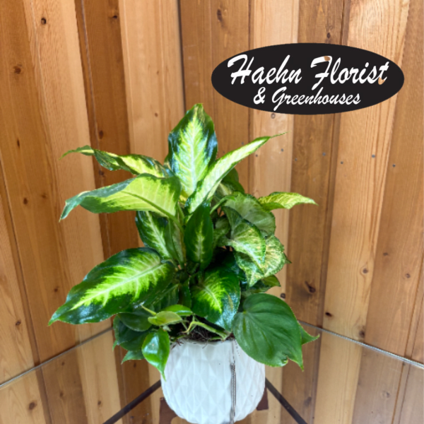 Potted variegated houseplant in a white textured planter