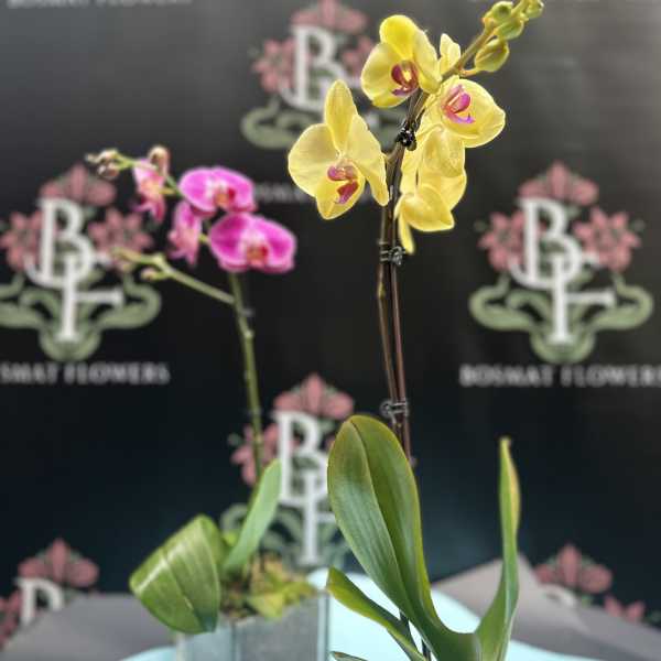 Two potted orchids in square metal containers, one yellow and one pink.