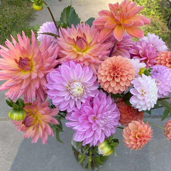 Bouquet of pink, peach, and lavender dahlias in a glass vase