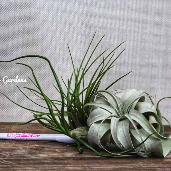 Air plant arrangement with long green leaves on a wooden surface