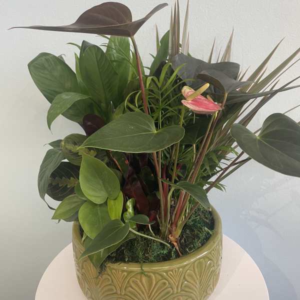 Tropical plant arrangement in a patterned ceramic pot with a pink anthurium bloom