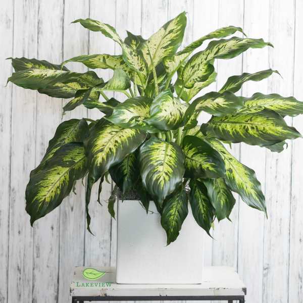 Potted variegated green houseplant in a white container