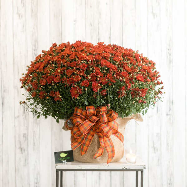 Large orange chrysanthemum arrangement in a burlap-wrapped container with a plaid bow