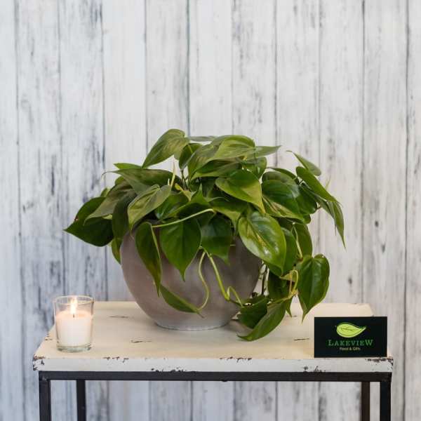 Potted green houseplant in a gray planter beside a lit candle