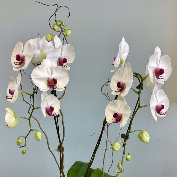 White orchids with magenta centers in a white pot