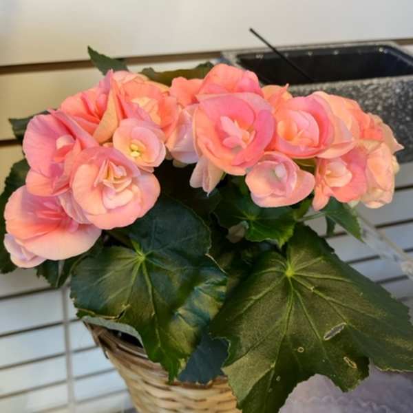 Pink flowers in a wicker basket with large green leaves