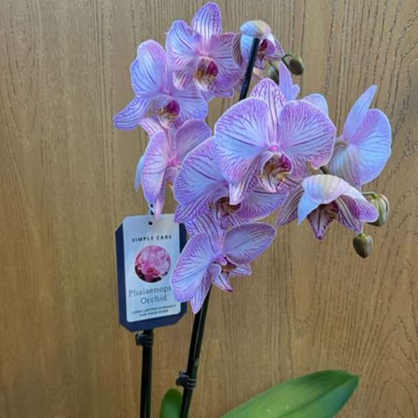 Phalaenopsis Orchid 4.5 Inch - Blush