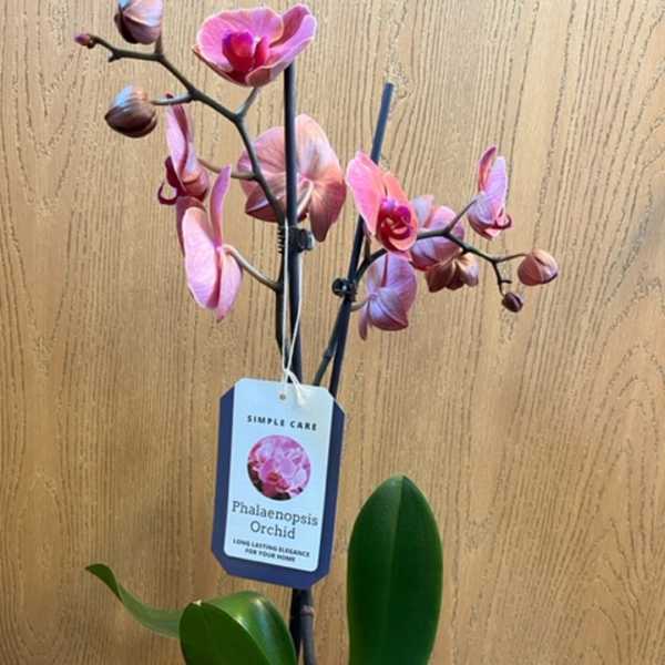 Potted pink phalaenopsis orchid with blooms and broad green leaves