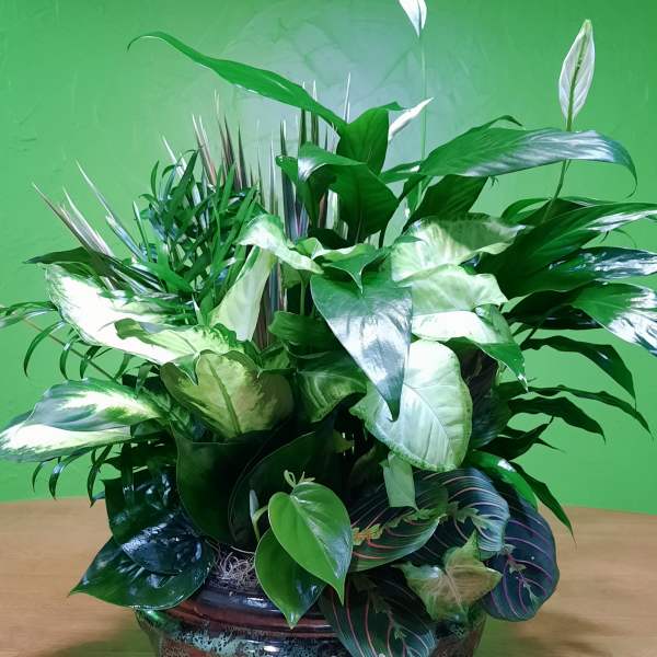 Lush green potted plant arrangement in a decorative ceramic bowl
