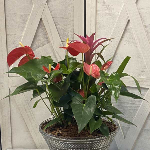 Potted anthurium plant with red blooms in a glass bowl