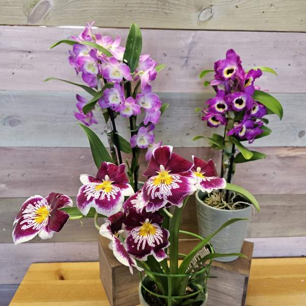 Three potted orchid plants with purple and white blooms