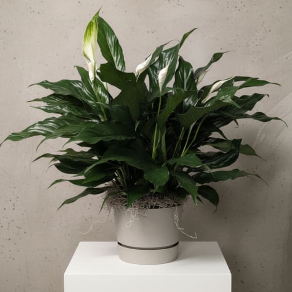 Small Peace Lily