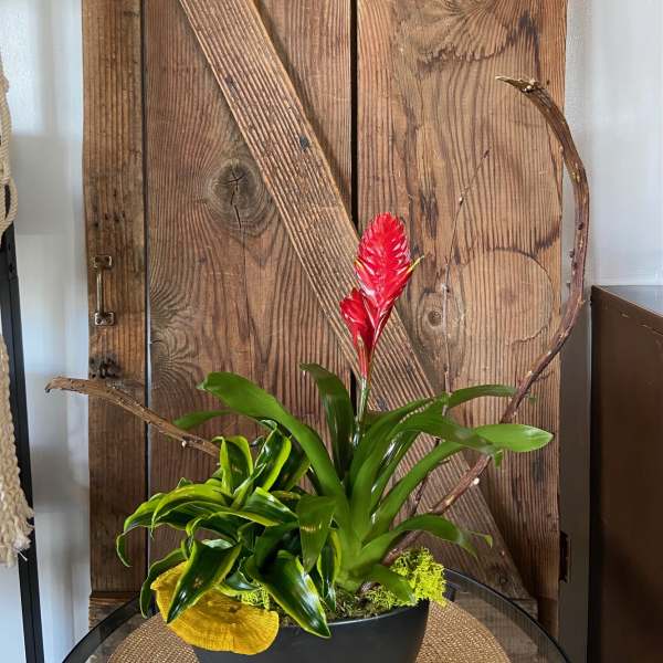 Tropical red-blooming plant in a black bowl planter with decorative branches.