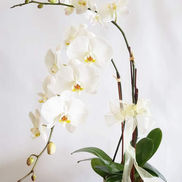 White orchid plant in a gold pot with a ribbon bow
