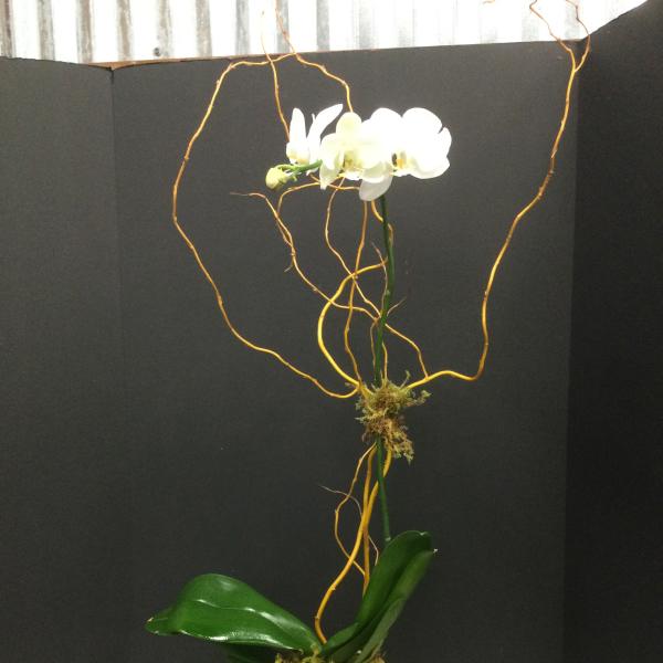 White orchid arrangement in a geometric white pot with tall curly branches