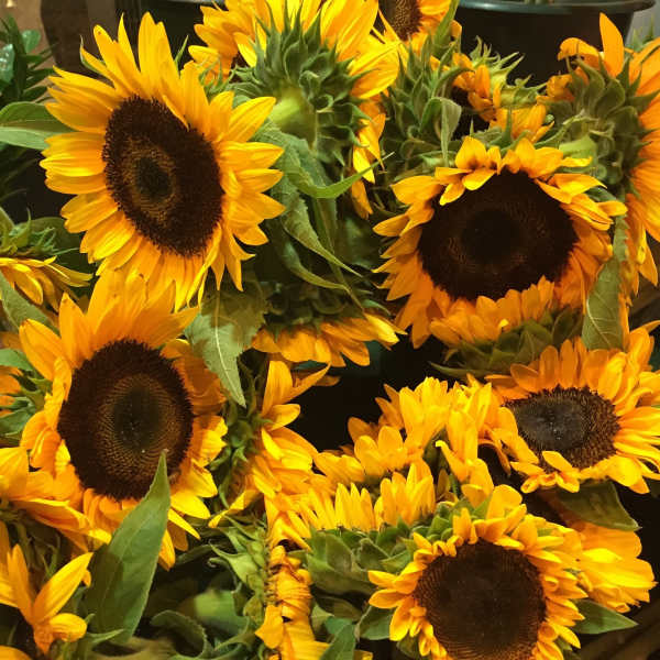 Cluster of bright yellow sunflowers with dark centers