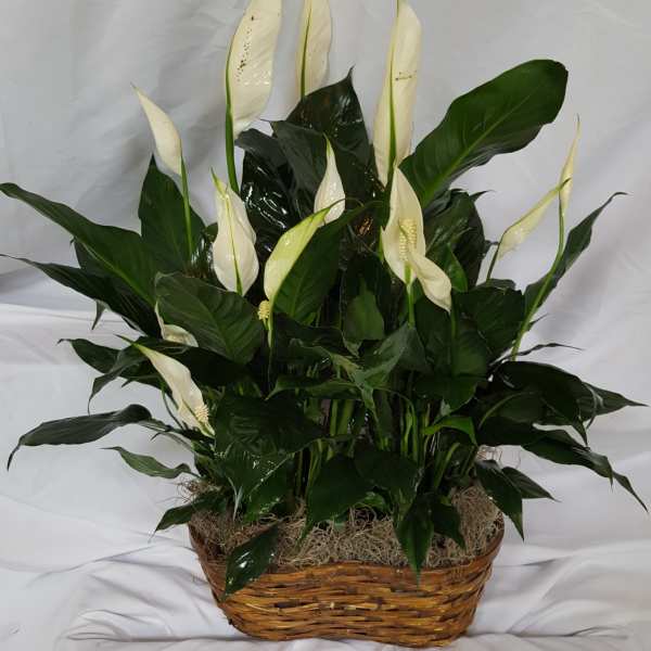 White peace lilies in a wicker basket with dark green foliage