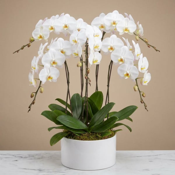White orchid plant in a white pot