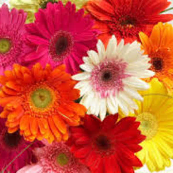 Bright gerbera daisy bouquet in pink, red, orange, yellow, and white